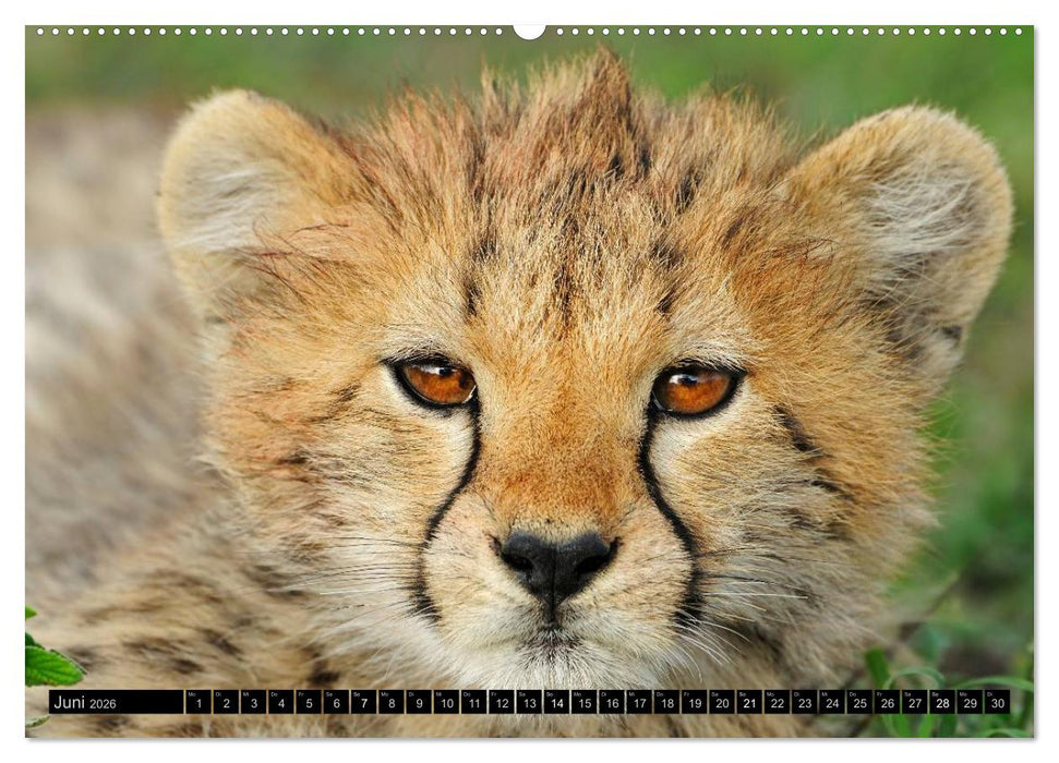 Magie des Augenblicks - Tierkinder - klein, aber wild (CALVENDO Wandkalender 2026)