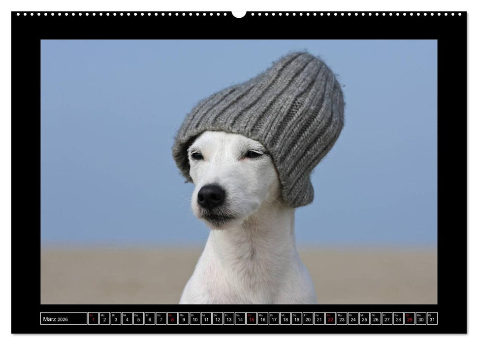 Parson Russell Terrier (CALVENDO Wandkalender 2026)