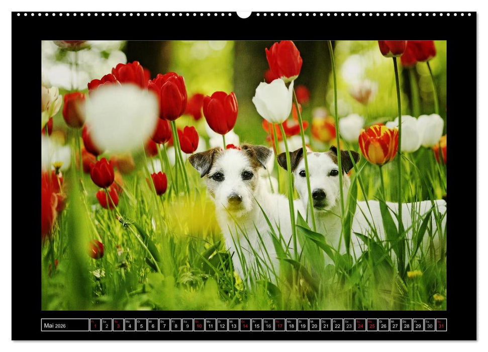 Parson Russell Terrier (CALVENDO Wandkalender 2026)