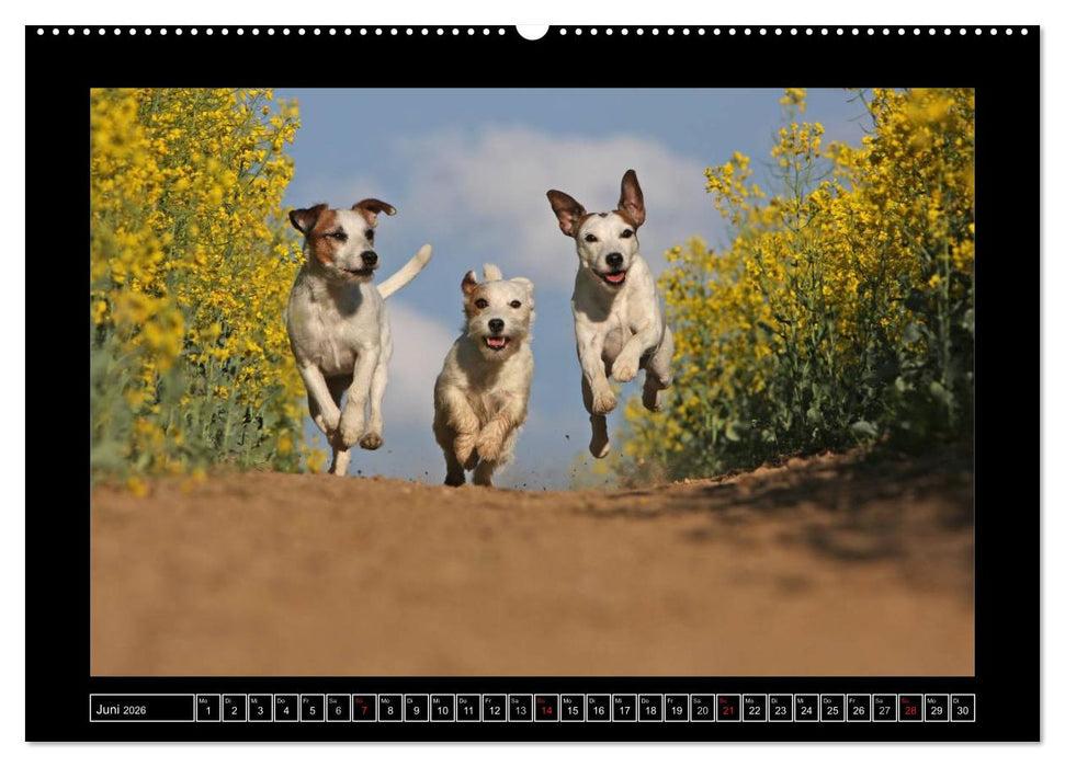 Parson Russell Terrier (CALVENDO Wandkalender 2026)