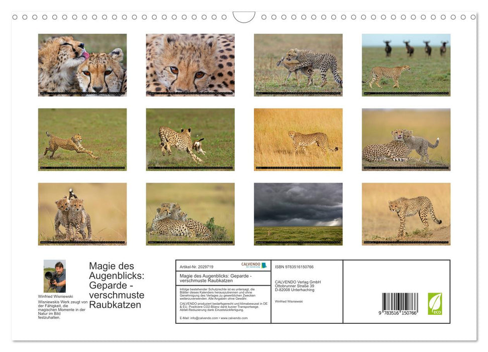 Magie des Augenblicks: Geparde - verschmuste Raubkatzen (CALVENDO Wandkalender 2026)