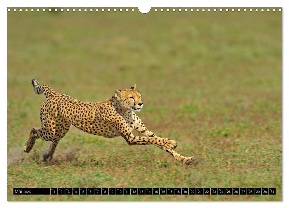 Magie des Augenblicks: Geparde - verschmuste Raubkatzen (CALVENDO Wandkalender 2026)
