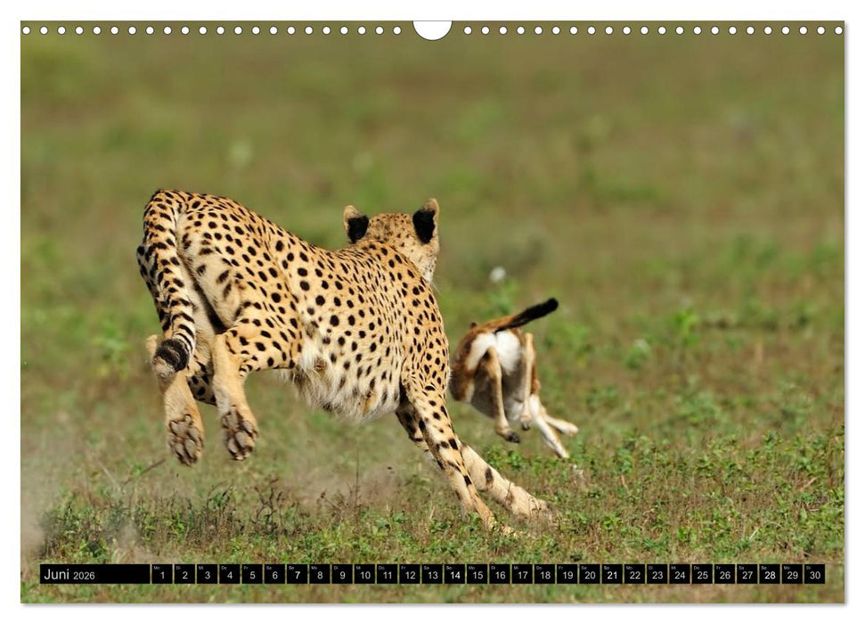 Magie des Augenblicks: Geparde - verschmuste Raubkatzen (CALVENDO Wandkalender 2026)