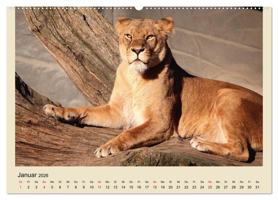 Löwen im Tierpark Hagenbeck (CALVENDO Wandkalender 2026)