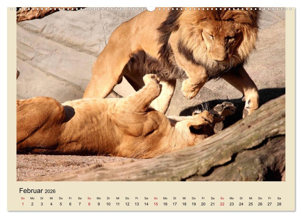 Löwen im Tierpark Hagenbeck (CALVENDO Wandkalender 2026)