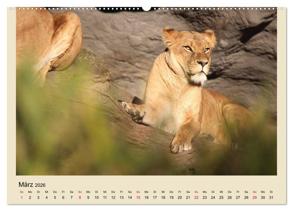 Löwen im Tierpark Hagenbeck (CALVENDO Wandkalender 2026)