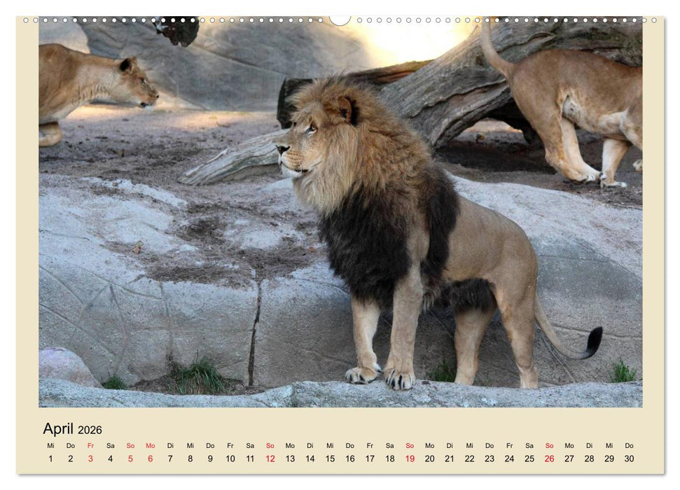 Löwen im Tierpark Hagenbeck (CALVENDO Wandkalender 2026)
