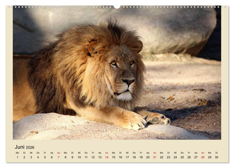 Löwen im Tierpark Hagenbeck (CALVENDO Wandkalender 2026)