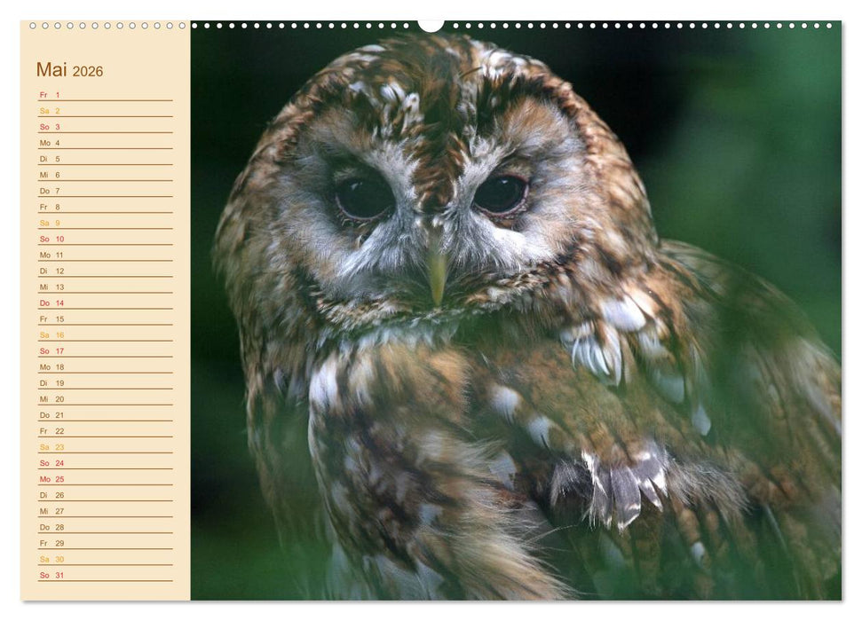 Eulen (CALVENDO Wandkalender 2026)