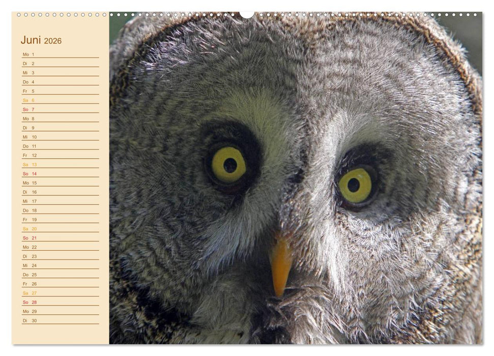 Eulen (CALVENDO Wandkalender 2026)