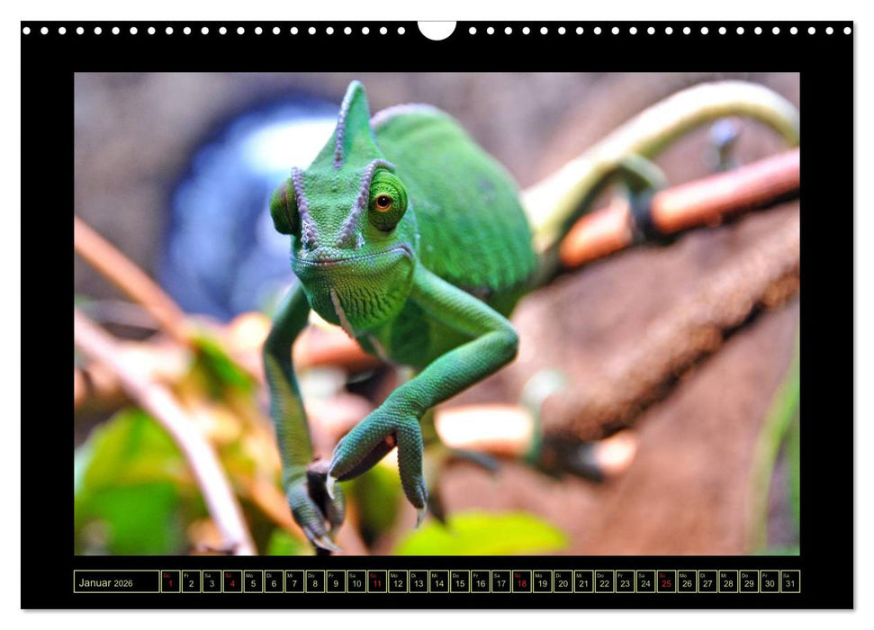 Das Jemenchamäleon (CALVENDO Wandkalender 2026)