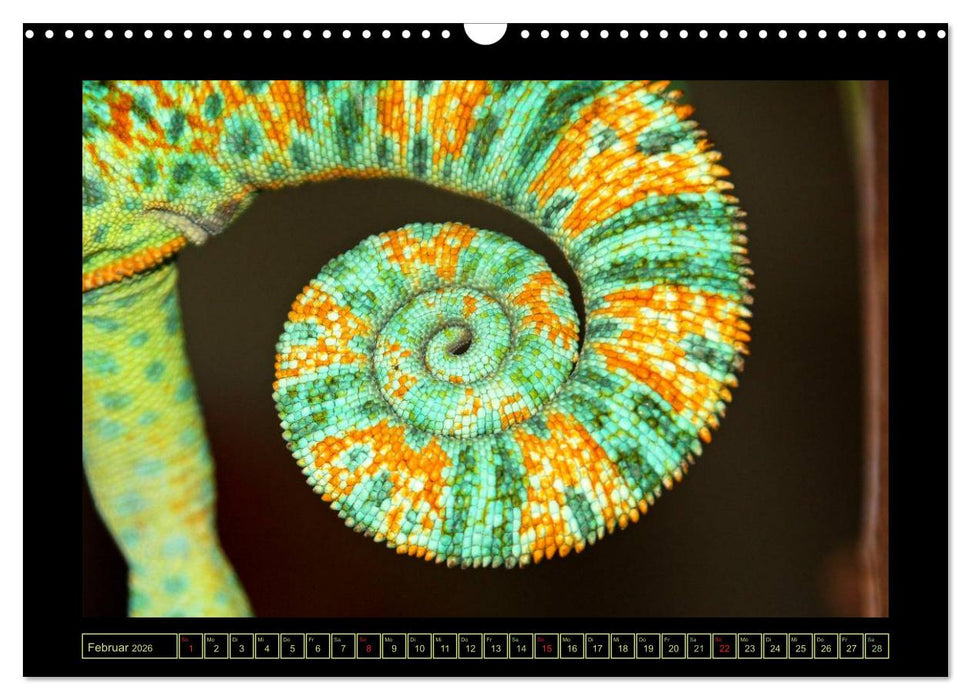 Das Jemenchamäleon (CALVENDO Wandkalender 2026)