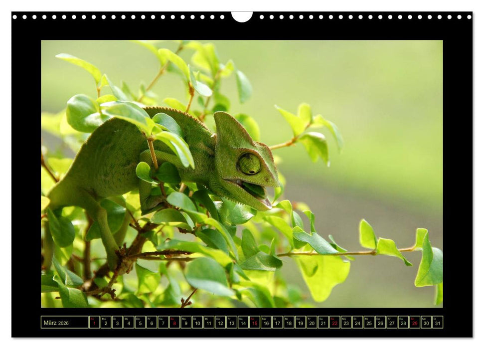 Das Jemenchamäleon (CALVENDO Wandkalender 2026)
