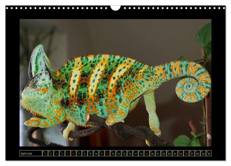 Das Jemenchamäleon (CALVENDO Wandkalender 2026)