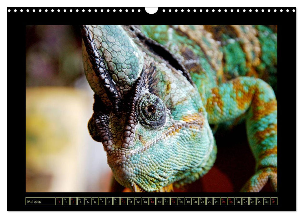 Das Jemenchamäleon (CALVENDO Wandkalender 2026)