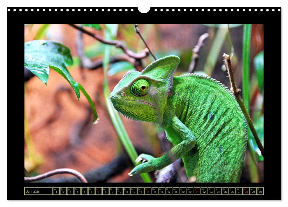 Das Jemenchamäleon (CALVENDO Wandkalender 2026)