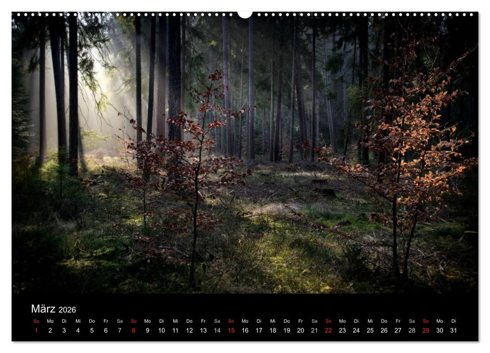 Waldkalender (CALVENDO Premium Wandkalender 2026)