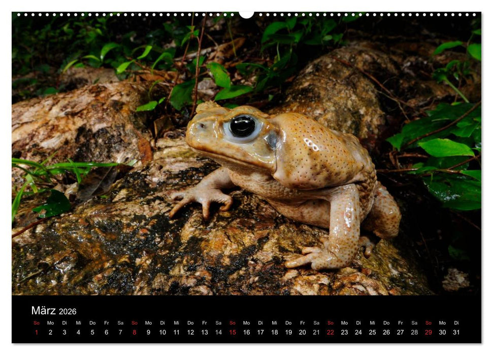 Frösche (CALVENDO Premium Wandkalender 2026)