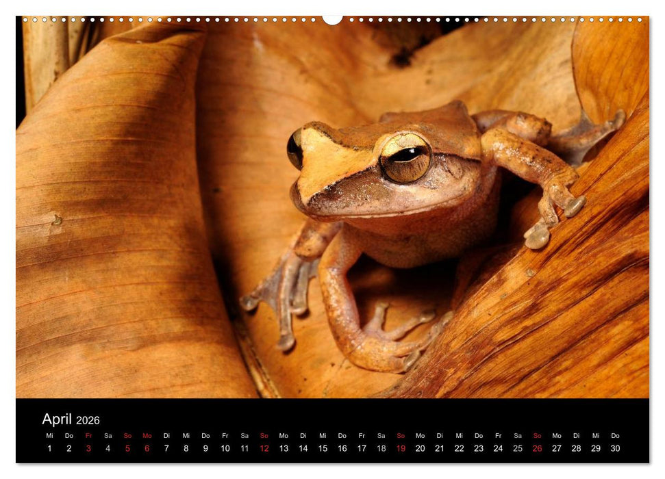 Frösche (CALVENDO Premium Wandkalender 2026)