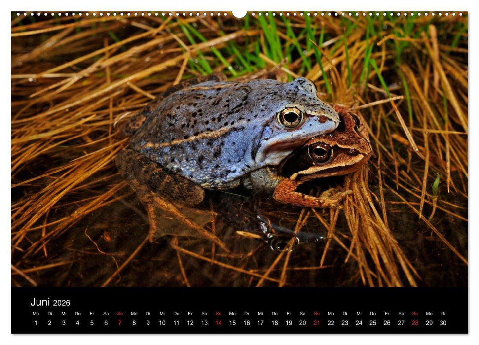 Frösche (CALVENDO Premium Wandkalender 2026)