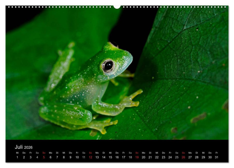 Frösche (CALVENDO Premium Wandkalender 2026)