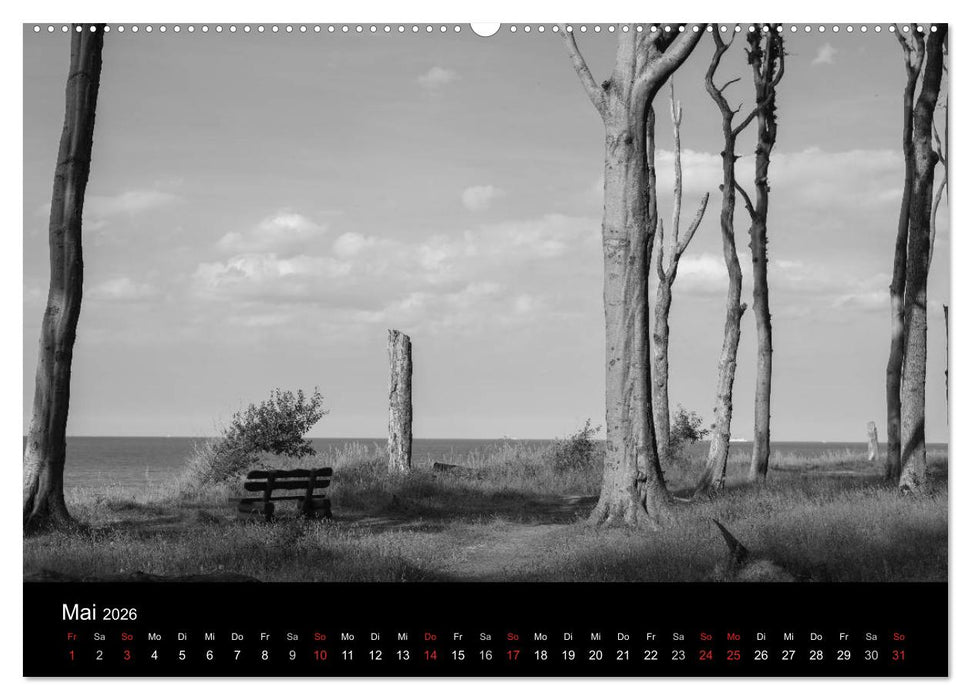 Bäume trees 2026 (CALVENDO Premium Wandkalender 2026)