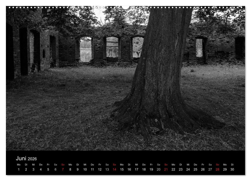 Bäume trees 2026 (CALVENDO Premium Wandkalender 2026)