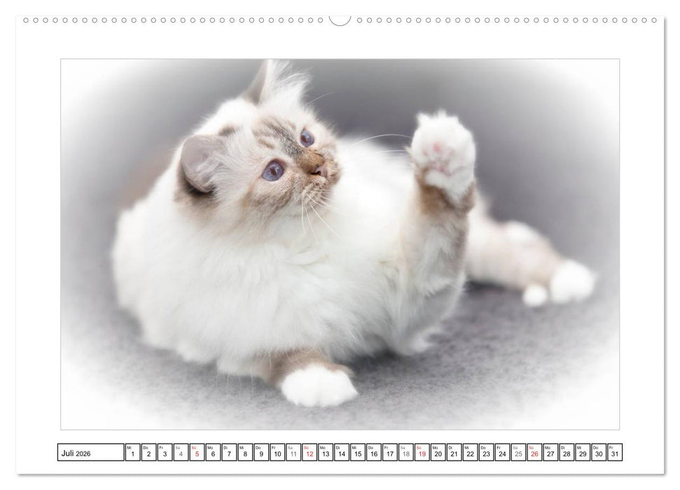 Katzen – Treue Begleiter (CH - Version) (CALVENDO Premium Wandkalender 2026)