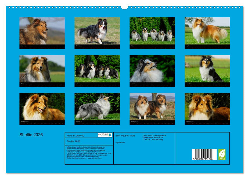 Sheltie 2026 (CALVENDO Premium Wandkalender 2026)