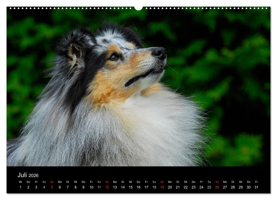 Sheltie 2026 (CALVENDO Premium Wandkalender 2026)