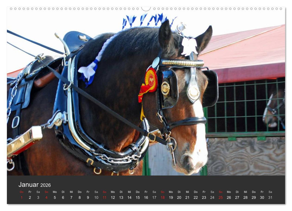 Shire Horse • Prunkvolle Giganten (CALVENDO Premium Wandkalender 2026)