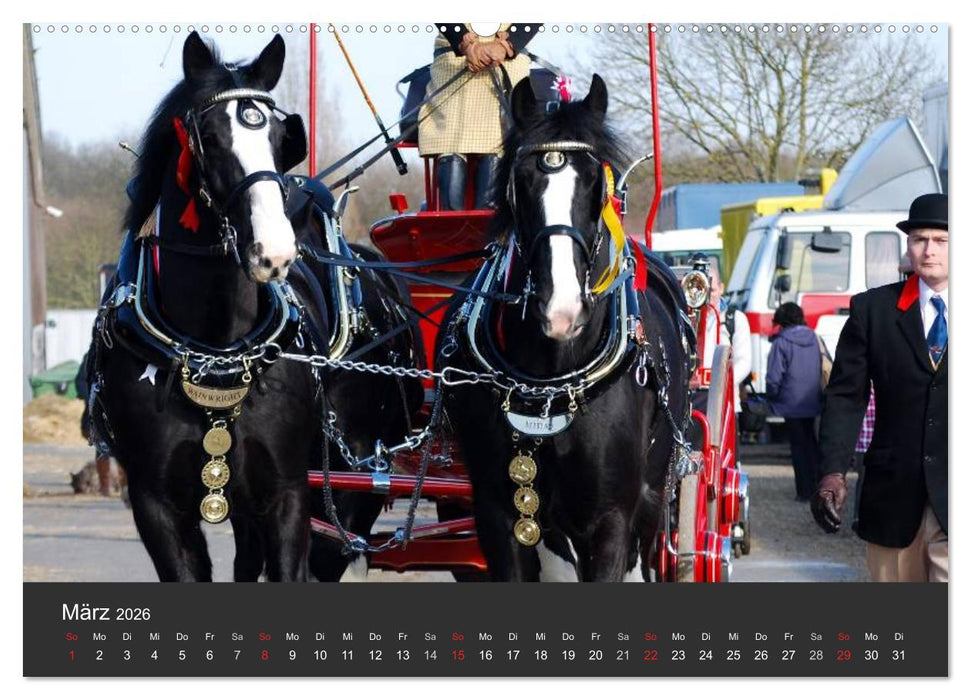 Shire Horse • Prunkvolle Giganten (CALVENDO Premium Wandkalender 2026)