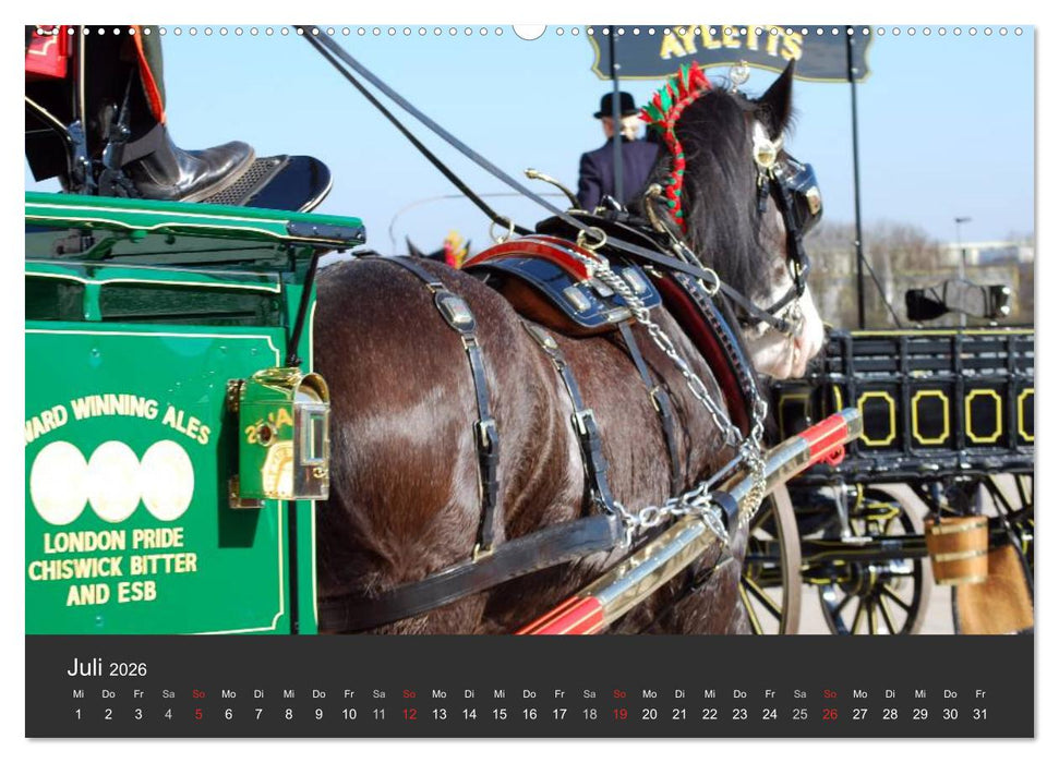 Shire Horse • Prunkvolle Giganten (CALVENDO Premium Wandkalender 2026)