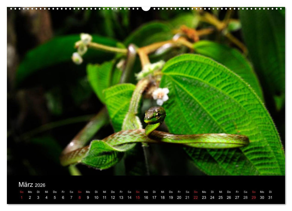Schlangen (CALVENDO Premium Wandkalender 2026)