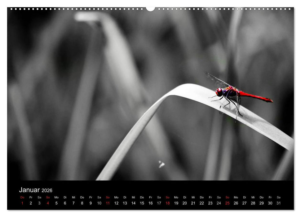 Farbtupfer (CALVENDO Premium Wandkalender 2026)