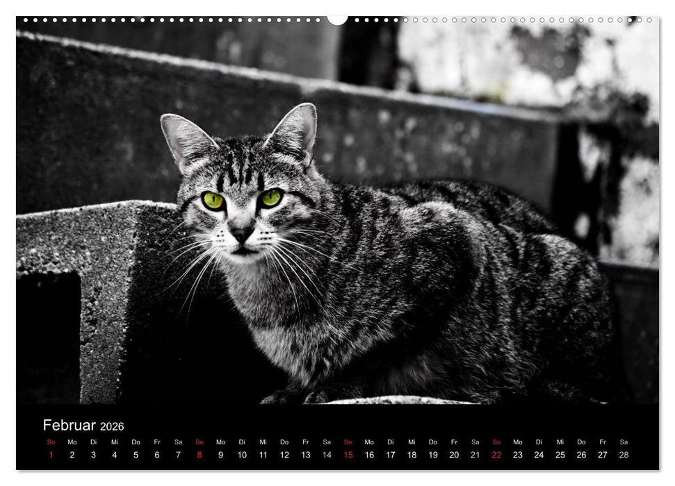 Farbtupfer (CALVENDO Premium Wandkalender 2026)
