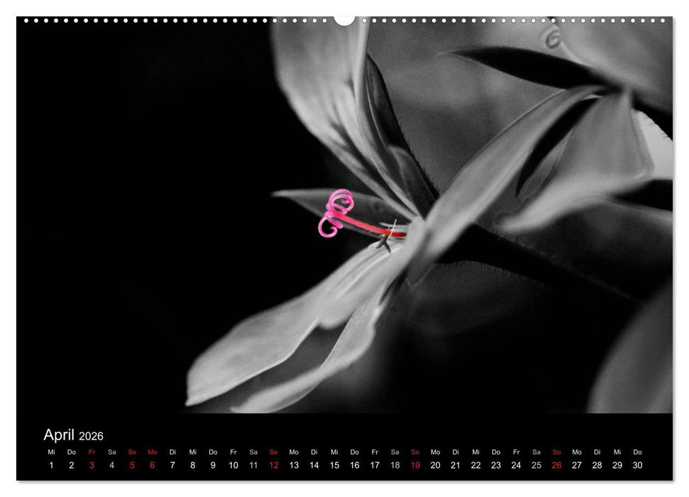 Farbtupfer (CALVENDO Premium Wandkalender 2026)