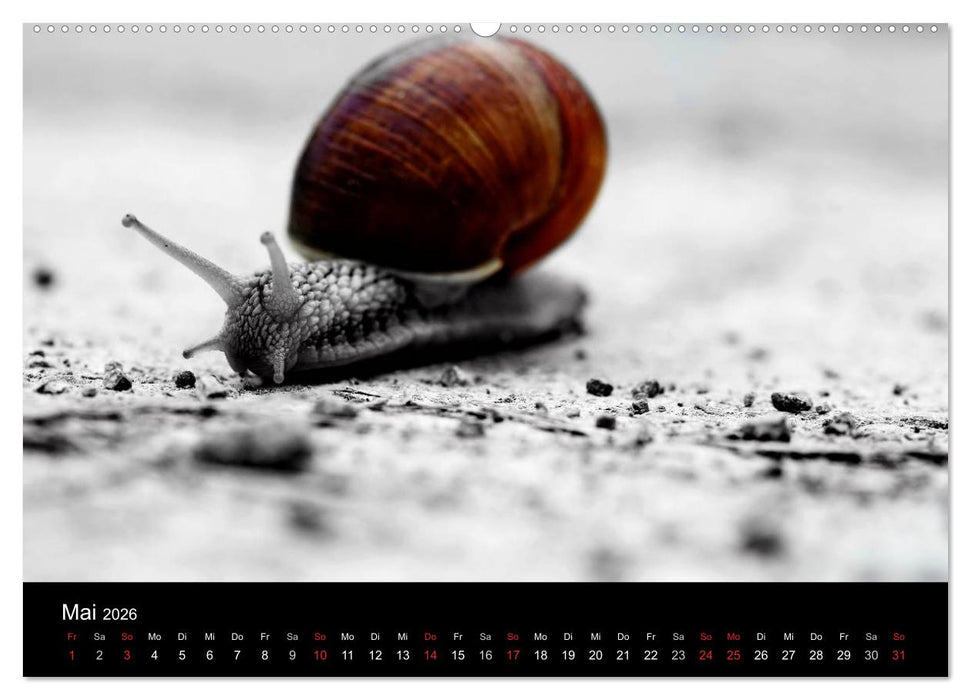 Farbtupfer (CALVENDO Premium Wandkalender 2026)