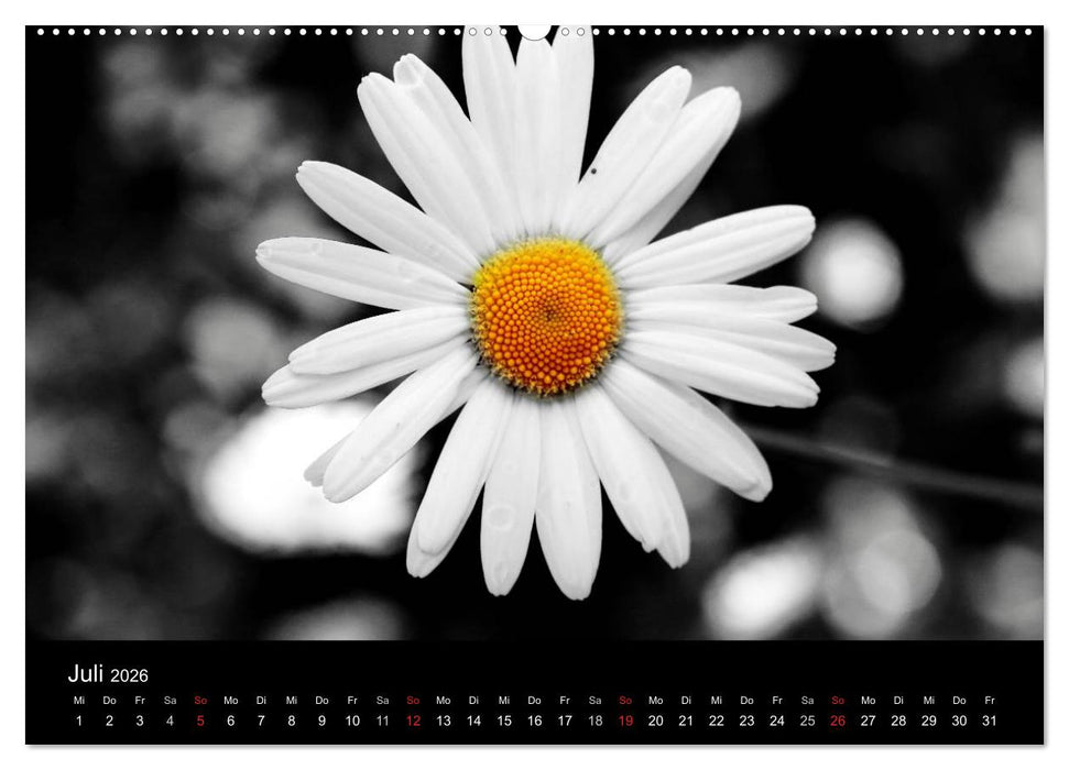 Farbtupfer (CALVENDO Premium Wandkalender 2026)