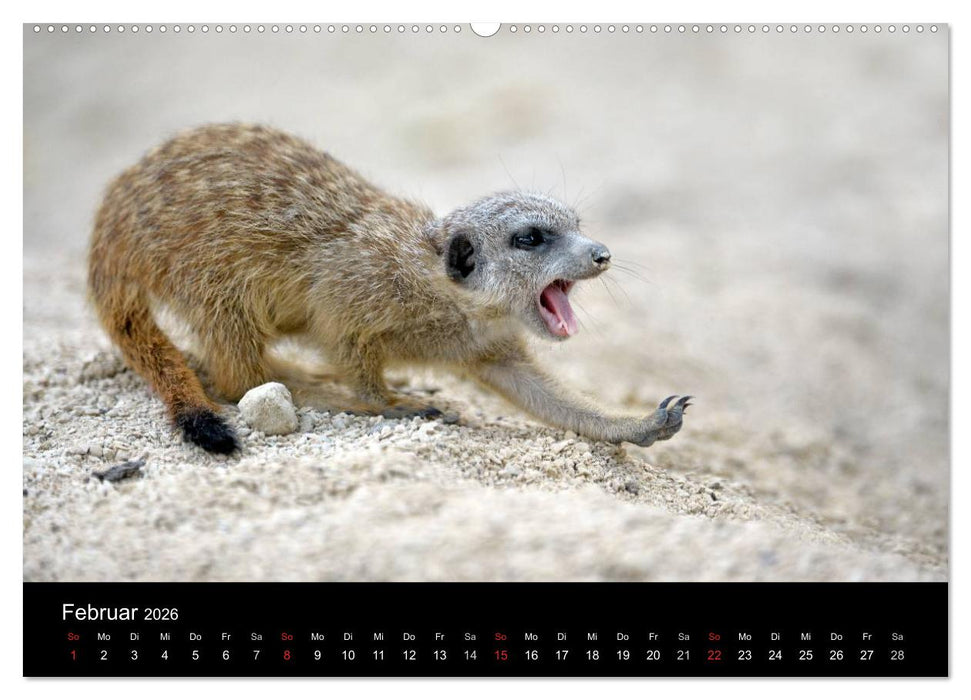Lustige Erdmännchen (CALVENDO Premium Wandkalender 2026)