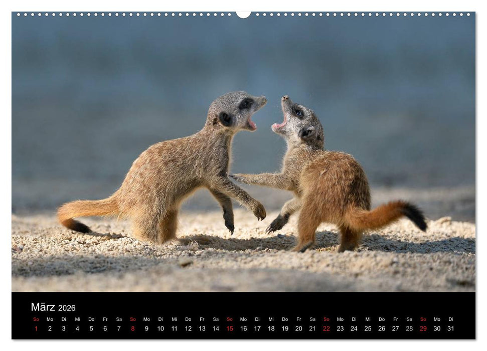 Lustige Erdmännchen (CALVENDO Premium Wandkalender 2026)