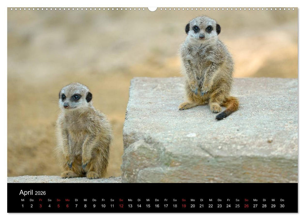 Lustige Erdmännchen (CALVENDO Premium Wandkalender 2026)