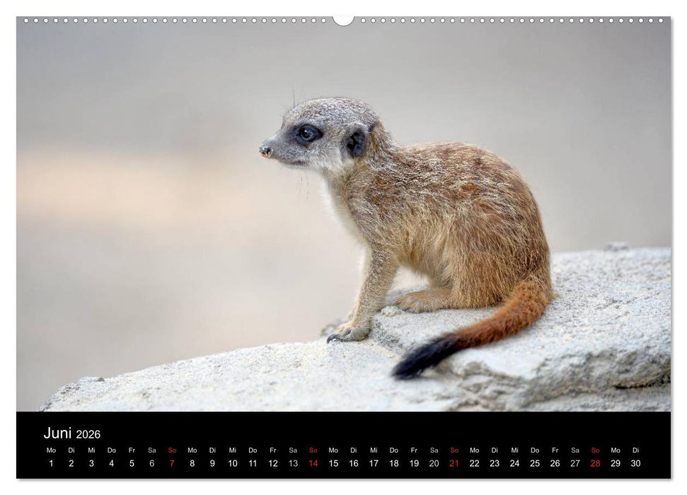 Lustige Erdmännchen (CALVENDO Premium Wandkalender 2026)