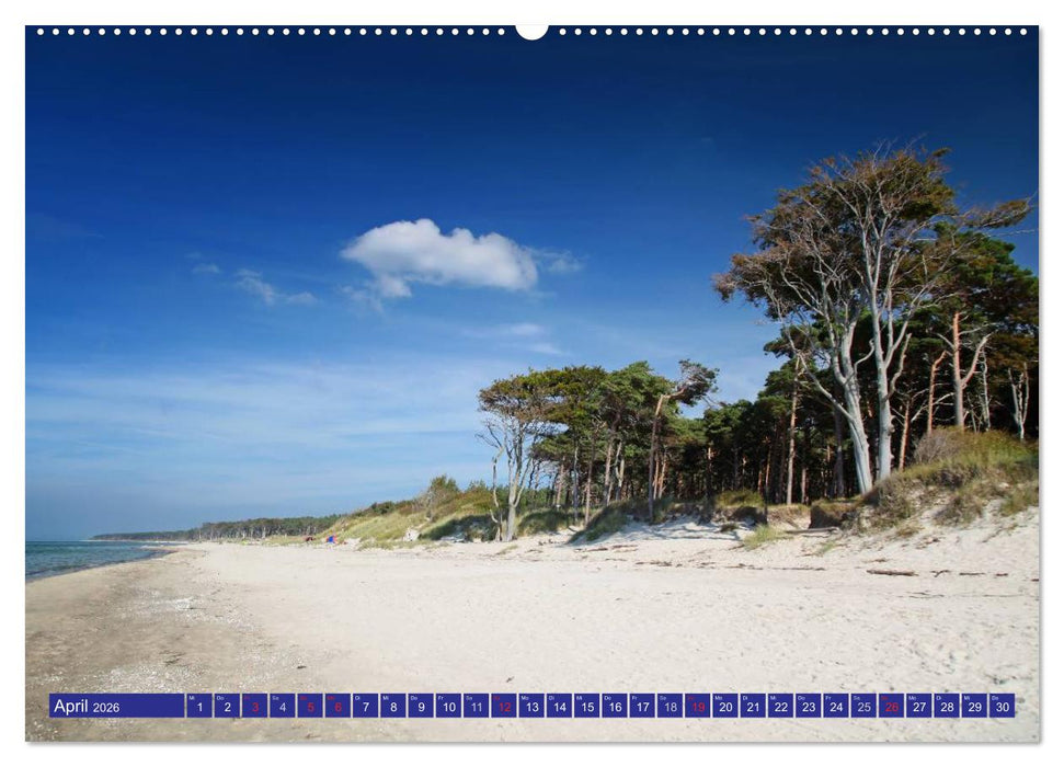 Weststrand Darß (CALVENDO Premium Wandkalender 2026)