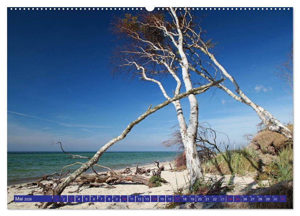 Weststrand Darß (CALVENDO Premium Wandkalender 2026)