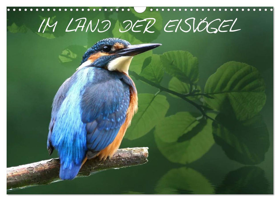 IM LAND DER EISVÖGEL (CALVENDO Wandkalender 2026)