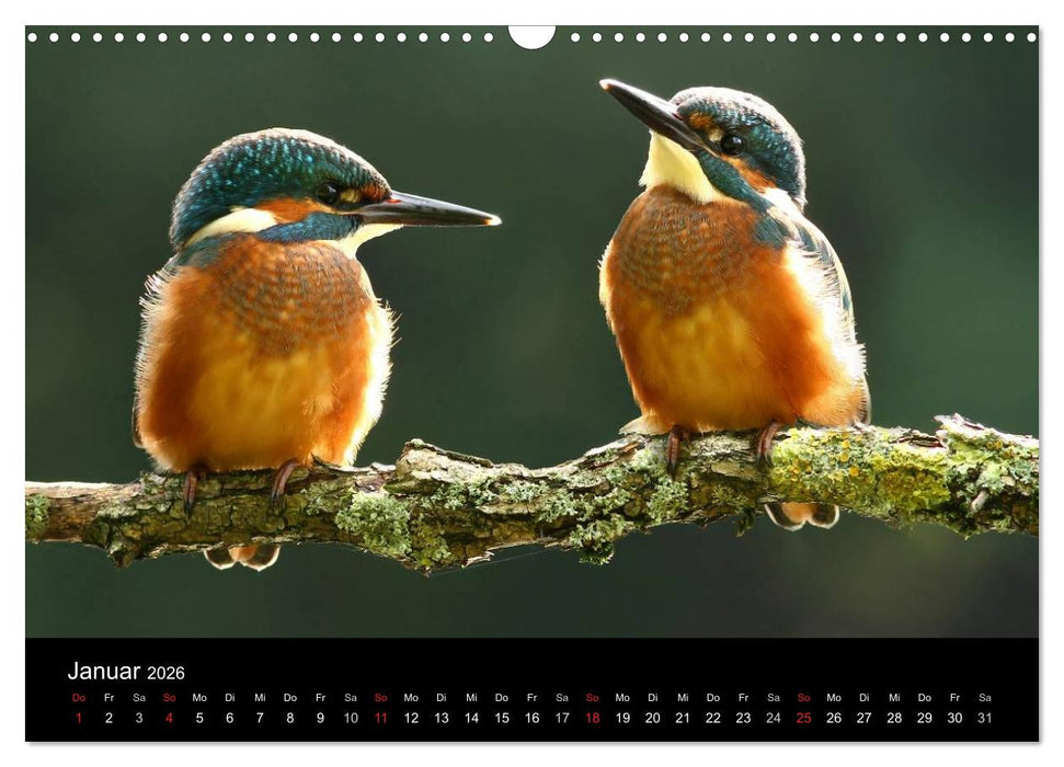 IM LAND DER EISVÖGEL (CALVENDO Wandkalender 2026)