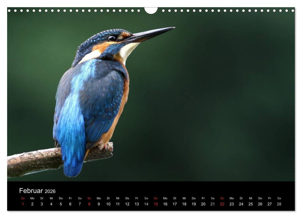 IM LAND DER EISVÖGEL (CALVENDO Wandkalender 2026)