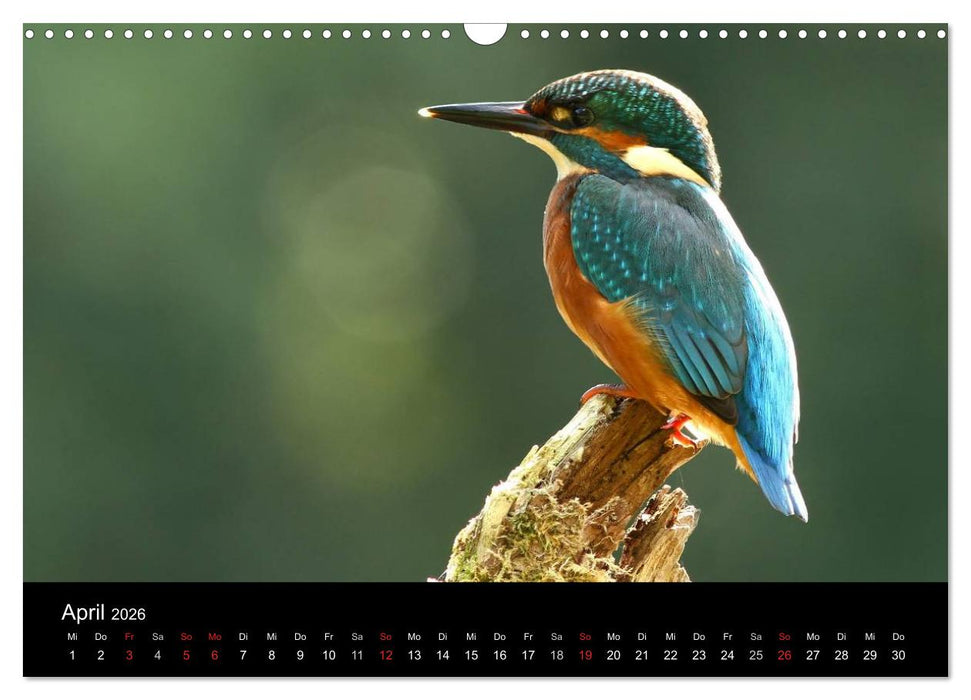 IM LAND DER EISVÖGEL (CALVENDO Wandkalender 2026)