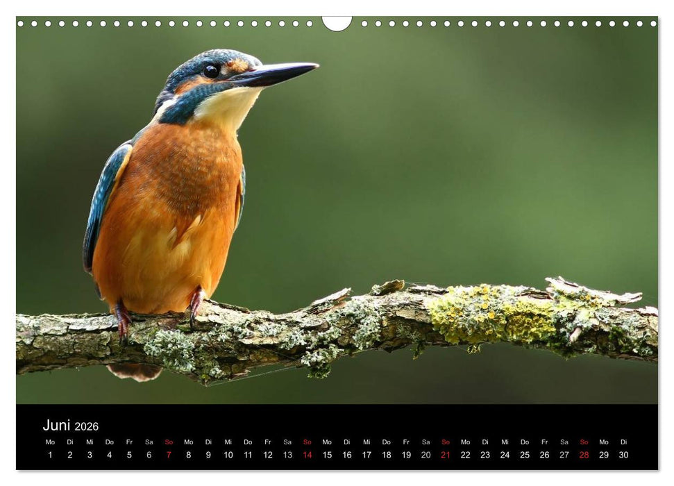 IM LAND DER EISVÖGEL (CALVENDO Wandkalender 2026)